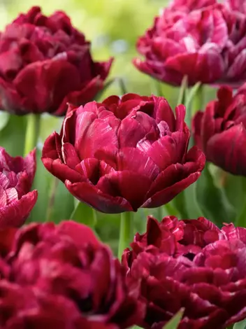Tulpe (Tulipa) 'Nachtwacht'