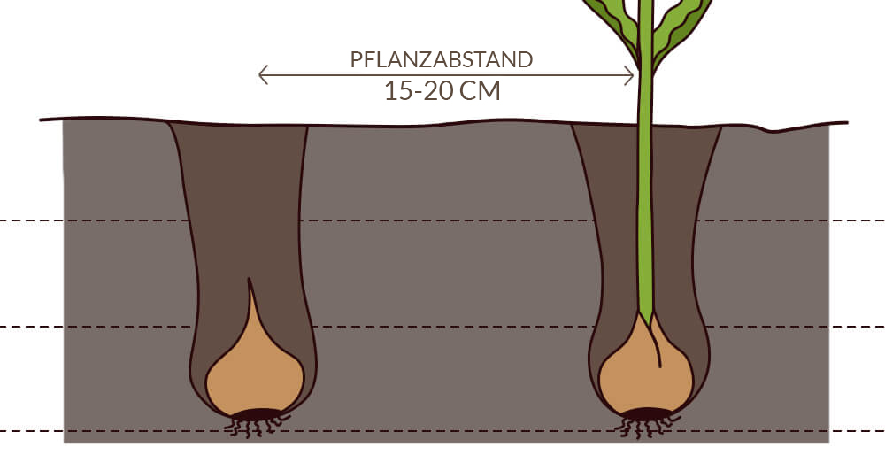 Pflanzabstand