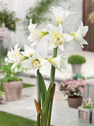 Ritterstern (Hippeastrum) 'Jewel'