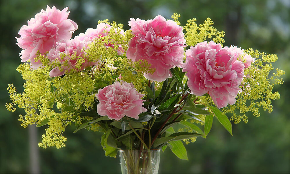 Schnittblumen Pfingstrosen