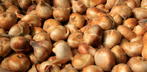 cebulki tulipana