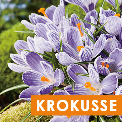 Krokusy