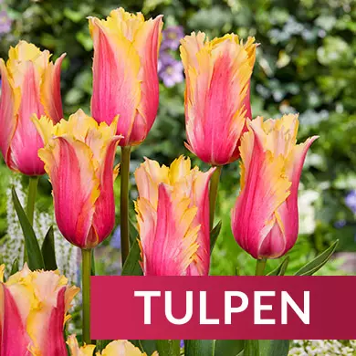Tulpen