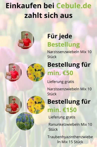 J24 Blumenzwiebeln gratis