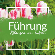 Das Pflanzen von Tulpen - wann und wie pflanzt man Tulpen?