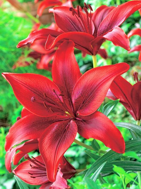 Asiatische rote Lilie (Lilium) 1 Stk.