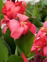 Blumenrohr (Canna) 'Orchid' 1 St.