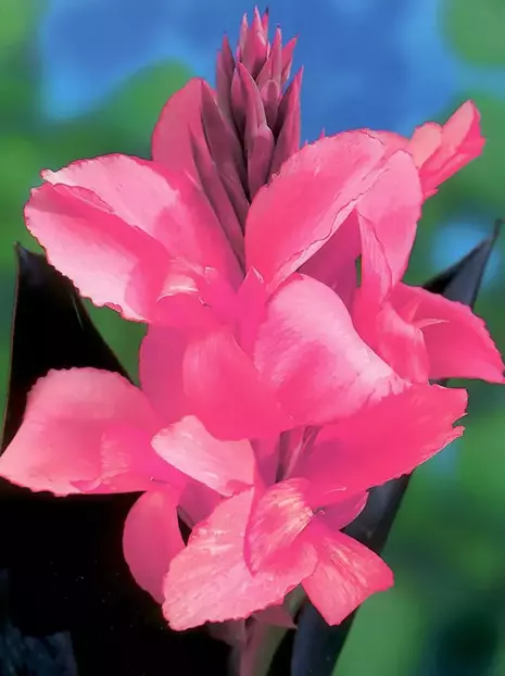 Blumenrohr (Canna) 'Pink Beauty'