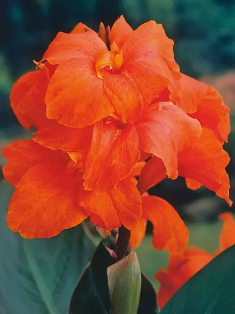 Blumenrohr billig (Canna) 'Orange