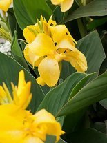 Blumenrohr billig (Canna) 'Yellow Futurity'