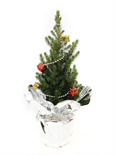 Conica Fichte in silberner Blende - Natürlicher Weihnachtsbaum