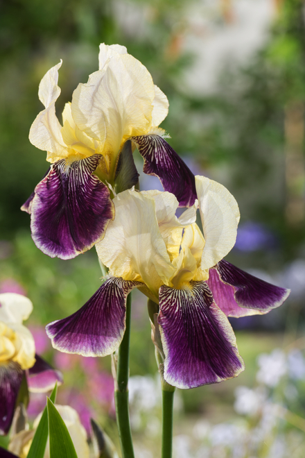 Deutsce Schwertlilie (Iris germanica) 'Salonique' 1 st.