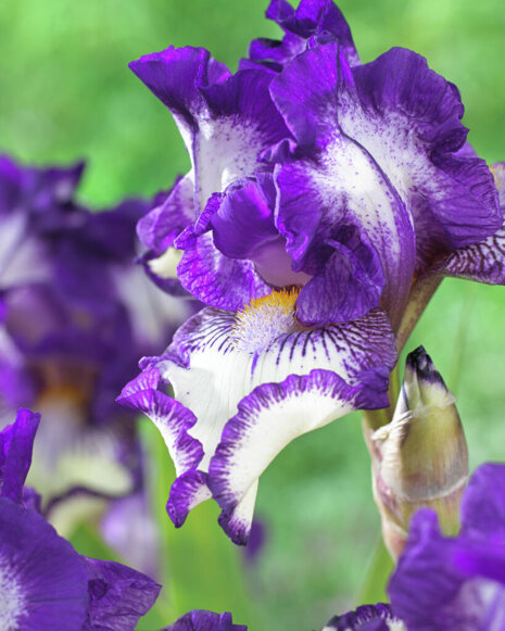 Deutsce Schwertlilie (Iris germanica) 'Stitched Beauty ' 1 st.