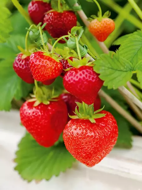 Erdbeere (Fragaria) 'Ostara ' 