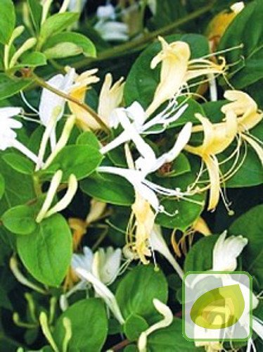 Gartengeißblatt (Lonicera Caprifolium)