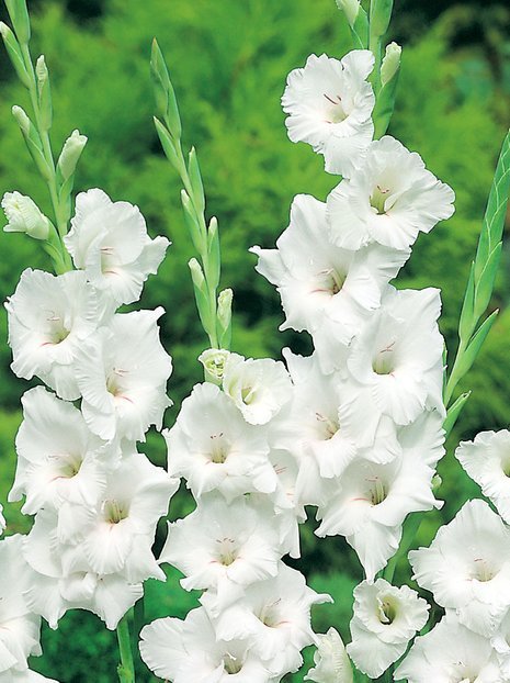Gladiole (Gladiolus) 'White Prosperity'