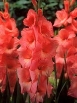 Gladiole billig (Gladiolus) 'Spic And Span'