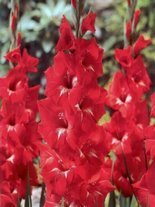 Gladiole billig (Gladiolus) 'Traderhorn'