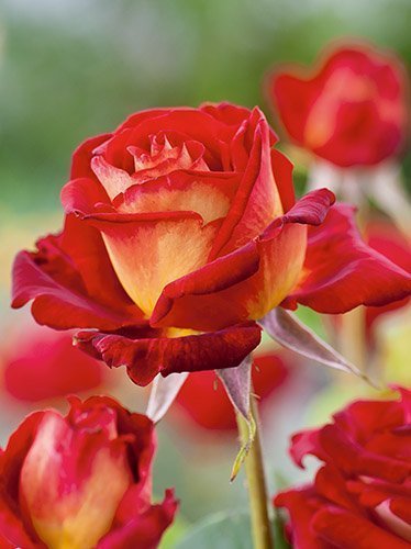 Großblumige Rose (Rosa) 'Bicolette'