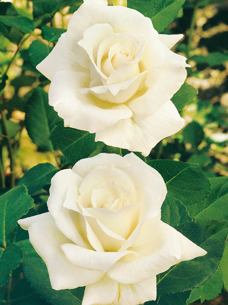 Großblumige Rose (Rosa) 'Chopin'