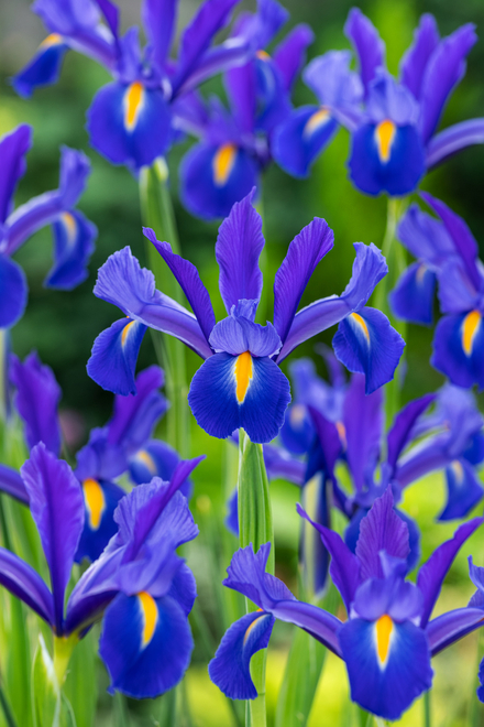 Holländische Schwertlilie Blau (Iris hollandica) 5 st.
