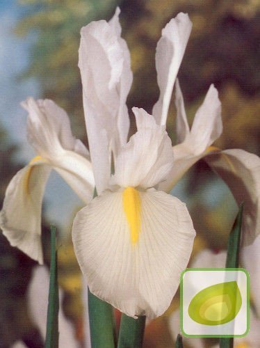 Holländische Schwertlilie Blau (Iris hollandica) 5 st.