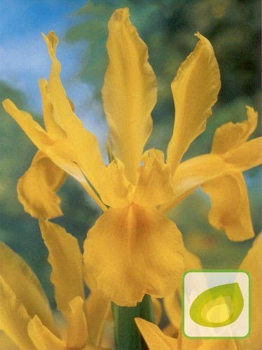 Holländische Schwertlilie Gelbe (Iris hollandica) 1 st.