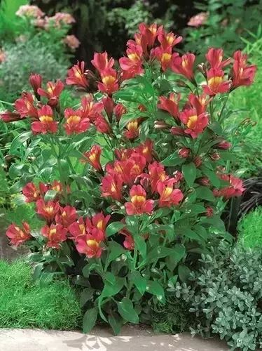 Inkalilie (Alstroemeria) 'Red Hybrid'