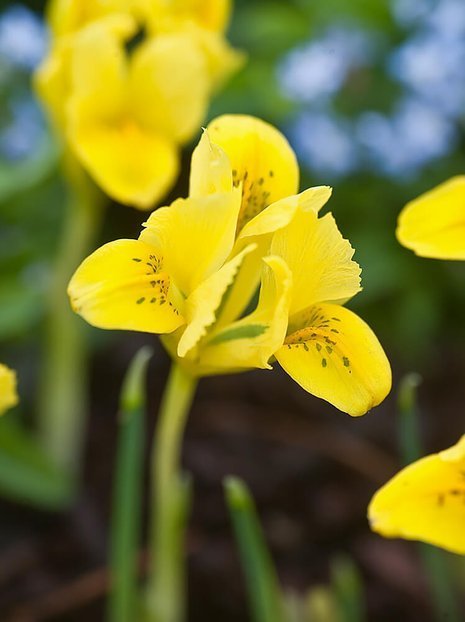 Iris (Iris reticulata) 'Danfordiae'
