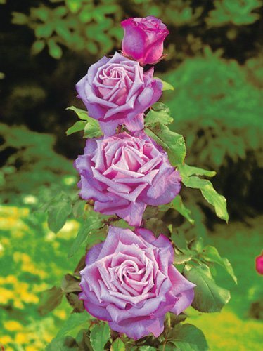 Kletterrose Rose (Rosa) 'Indigolette'