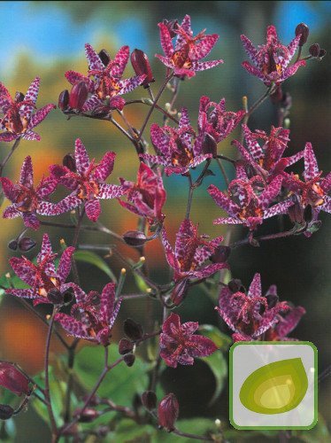 Krötenlilie ( Tricyrtis hirta )