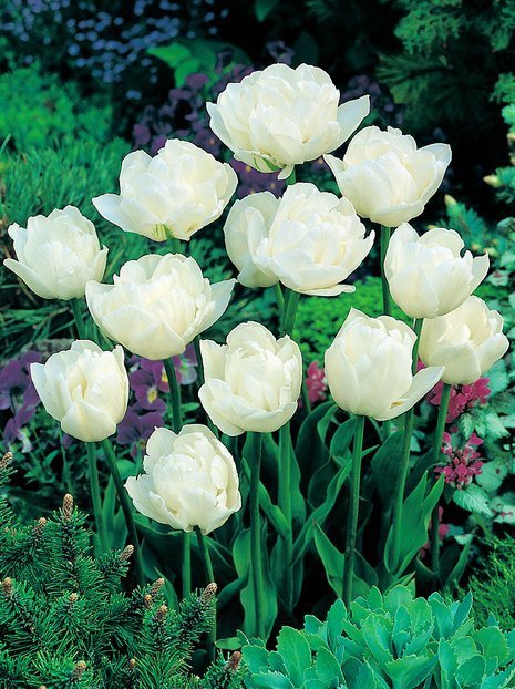 MEGAPACK Tulpe (Tulipa) 'Mount Tacoma'