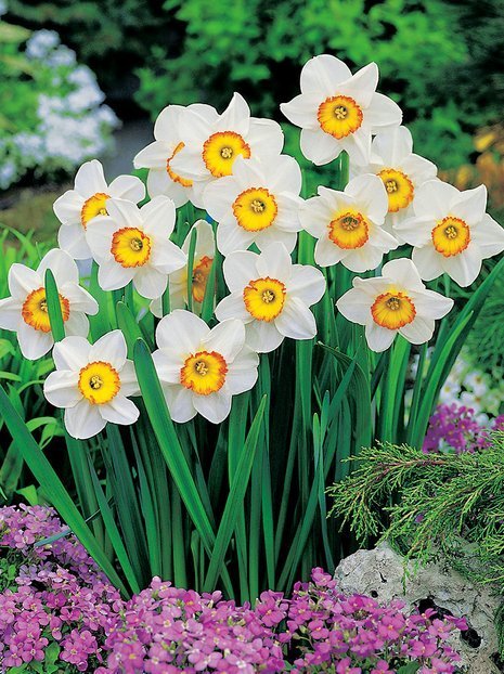 Narzisse (Narcissus) 'Flower Record' billig