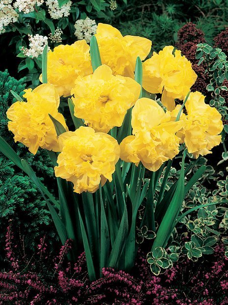 Narzisse (Narcissus) 'Flyer'