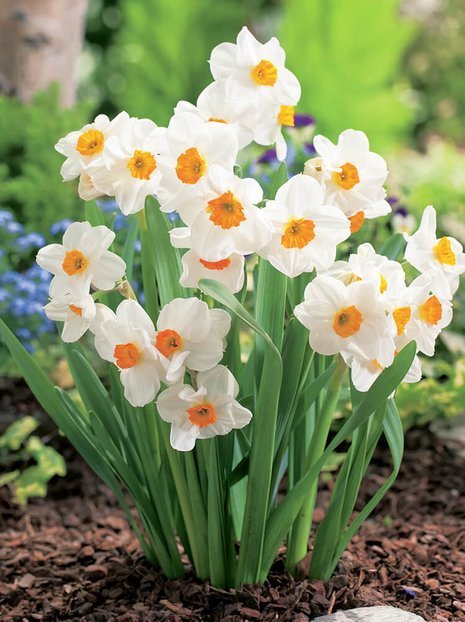 Narzisse (Narcissus) 'Geranium'