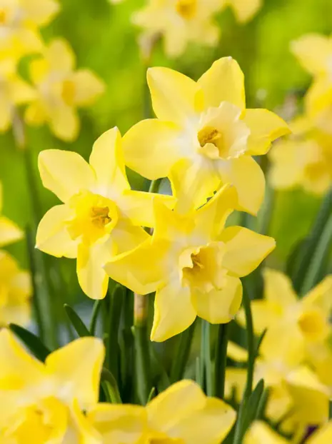 Narzisse (Narcissus) 'Pipit'