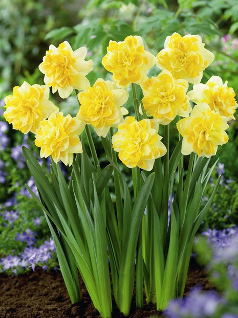 Narzisse (Narcissus) 'Sweet Pomponette' 5 St.