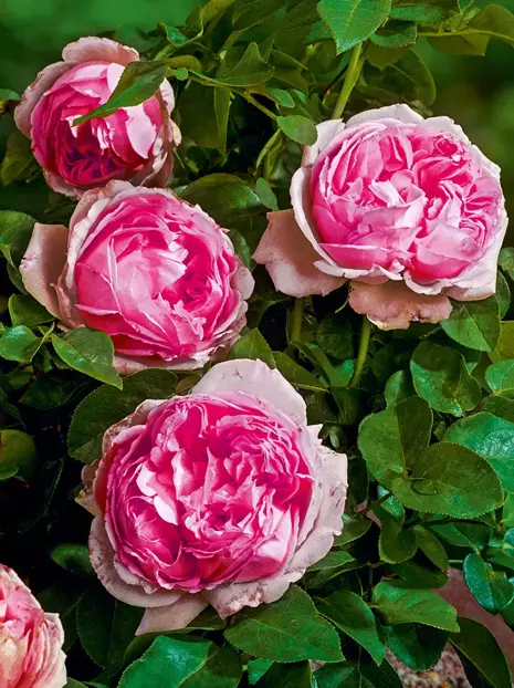 Nostalgische Rose (Rosa)  'Madern Art.®'
