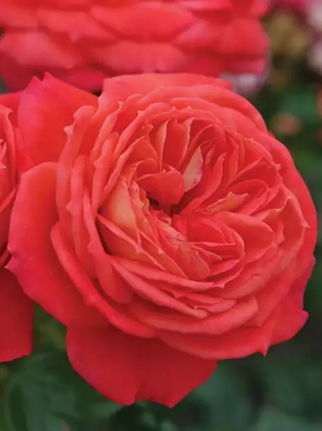 Nostalgische Rose (Rosa)  'Queen of Hearts®'