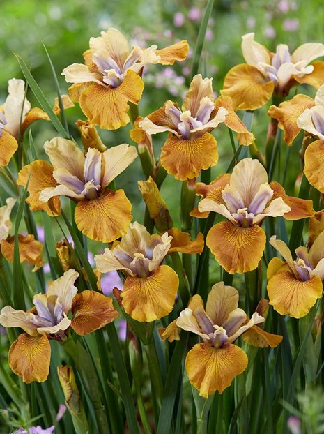 Schwertlilie (Iris Siberica) 'Colonel Mustard'