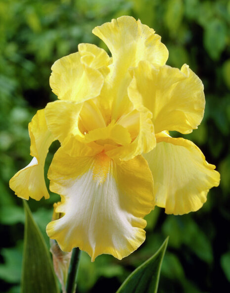 Schwertlilie (Iris germanica) 'Bianca'