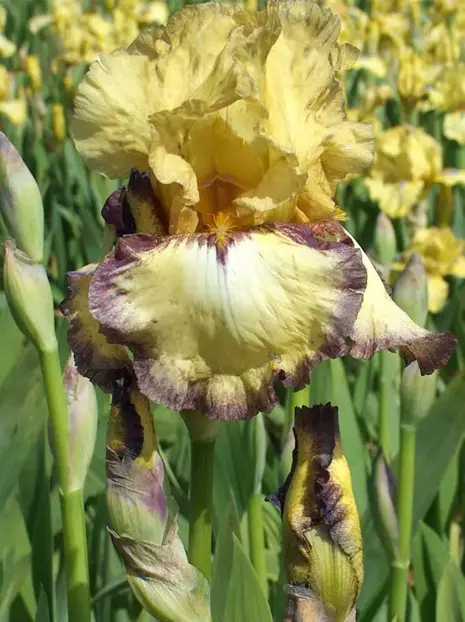 Schwertlilie (Iris germanica) ' Bullwinkle ' 1 St.