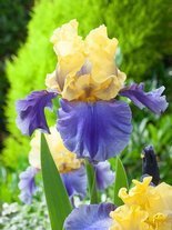 Schwertlilie (Iris germanica) 'Edith Wolford'