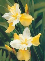Schwertlilie (Iris siberica) 'Moon Silk'