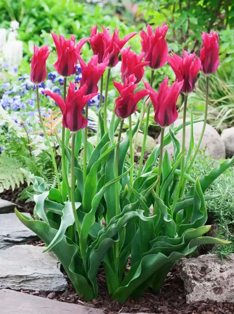 Tulipan Viridiflora (Tulipa) 'Doll's Minuet'