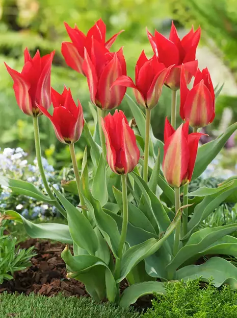 Tulips (Tulipa) 'Eichleri'