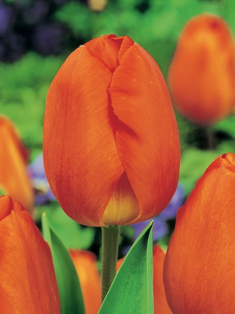 Tulpe Orange am billigsten