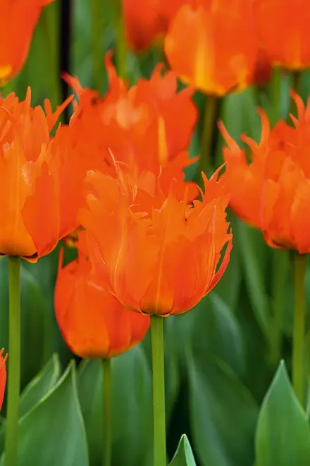 Tulpe Triumph Orange ( Tulipa ) " Leo Bataviae " 5 Stk.