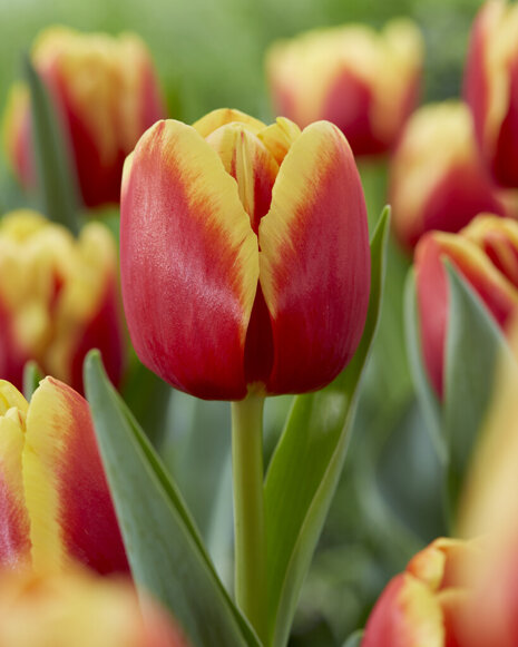 Tulpe Triumph ( Tulipa ) Replay 5 St.