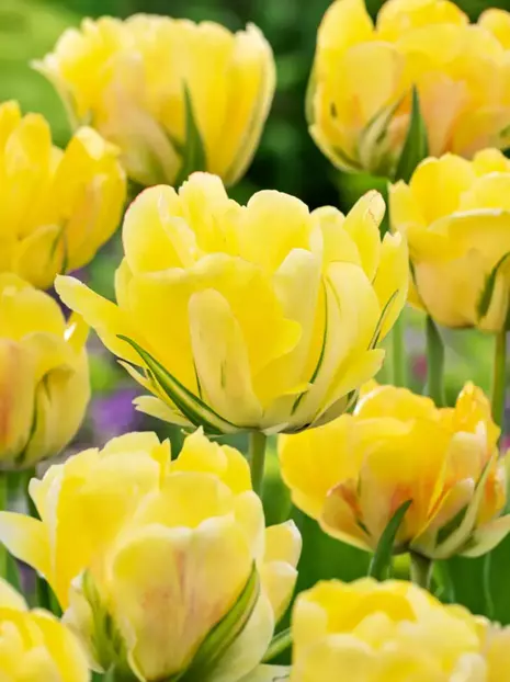 Tulpe (Tulipa) 'Akebono' 3 St.